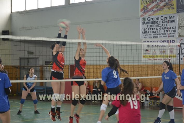 volley _1ogel-kassandra118